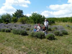 07 a csapat a levendulasban