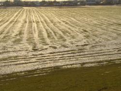 szeged-mak 33 km nw 041