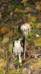 20131117 sandorfalva 19