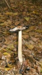 20131117 sandorfalva 20