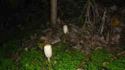 20131117 sandorfalva 21