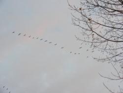 20131117 sandorfalva 23