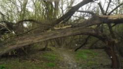 20140323 farkas osveny 07