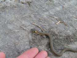 20140427 bivalyrezervatum 03