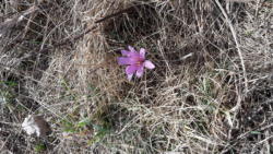 2019-03-09 Csodarét bejáró túra