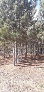 83259407 477990506233131 2675099244779536384 n