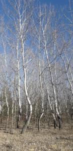 84016517 1005428549850298 3521364353649475584 n