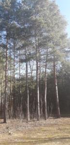 84182466 2211009972540988 6889935413247475712 n