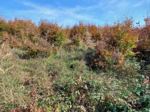 2022.okt.29. Irottkő vár