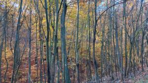 2024.November 02-03. Gráboc,Ladomány